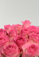 Pink Rose flowers on white background