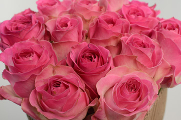 Pink Rose flowers on white background