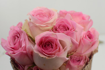 Pink Rose flowers on white background