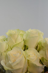 Green rose flowers on white background