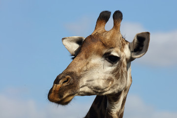 Giraffe / Giraffe / Giraffa Camelopardalis