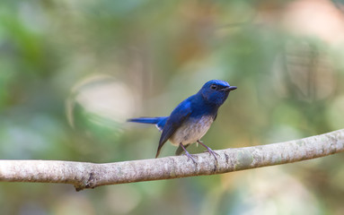 Beautiful male Hainan Blue Flycatcher (Cyornis concreta) on branch  in Doi inthanon Chiangmai. Thailand