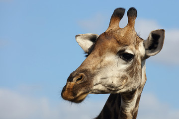 Giraffe / Giraffe / Giraffa Camelopardalis