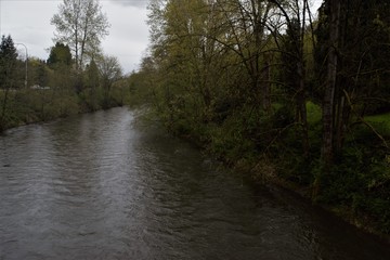 Fototapeta na wymiar Cedar river in the spring