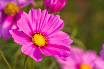 Fototapeta premium Pink cosmos flower (Cosmos Bipinnatus) with blurred background