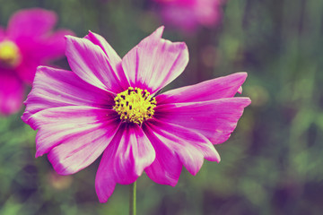 Fototapeta premium Pink cosmos flower (Cosmos Bipinnatus) with blurred background