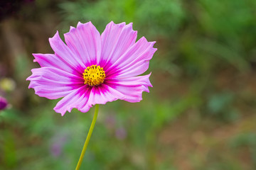 Pink cosmos flower (Cosmos Bipinnatus) with blurred background