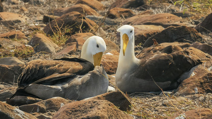 waved albatross pair preening their feathers on isla espanola in the galapagos