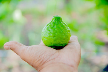 Kaffir lime, Kaffir lime from Thailand country