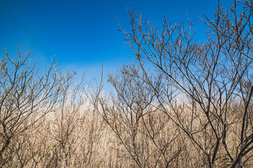 Obraz premium 枯れ草と空