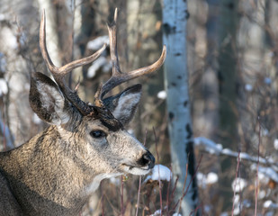 Mule Deer Buck
