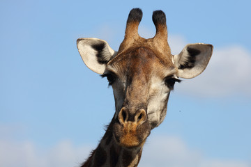 Naklejka premium Giraffe / Giraffe / Giraffa Camelopardalis