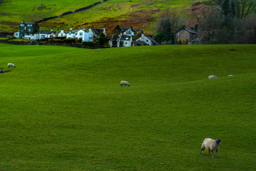 English countryside with sheep on the hillside