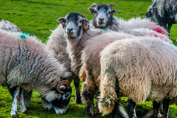 Obraz premium Sheeps in a meadow on green grass