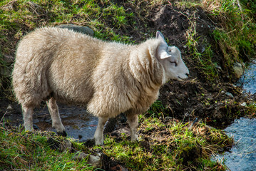 Fototapeta premium Sheeps in a meadow on green grass