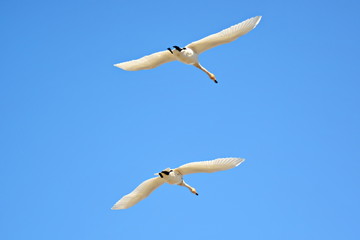 Cygnus Cygnus. A pair of wild whooper Swan flying in clear blue sky in spring