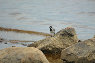 little bird wagtail on the rocks near the shore
