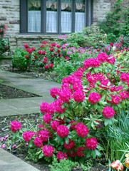 large mauve rhododendron bush in front garden