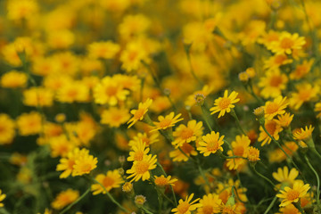 Field of Dahlberg daisy in the garden