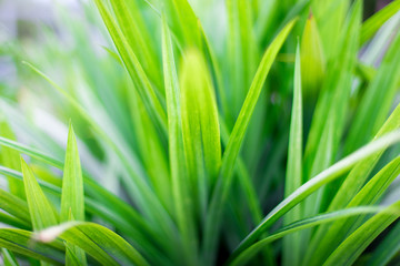 green leaf texture