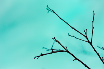 Fototapeta na wymiar Branches on the sky background