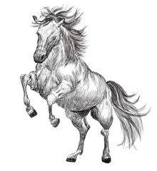 horse hand drawn illustration,art design