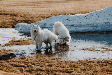 Two Samoyed dogs playing in melt water next to a snow pile in April. 