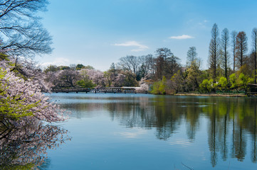 The scenery of the forest is reflected in the lake water in Inokashira Park, It is a famous cherry blossom viewing place in Tokyo, Japan,