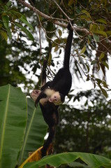  White-faced capuchin monkeys