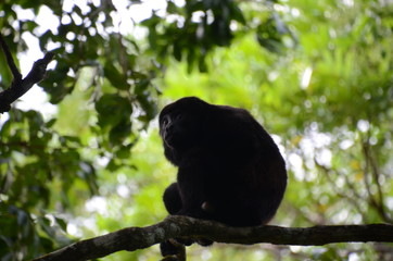 Howler Monkey