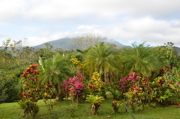 Volcano Jungle View