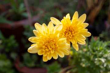 Yellow Chrysanthemum bloom in the garden with sunlight on blur nature background.