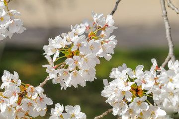 Beautiful cherry blossom or sakura in   japanese  in spring time.
