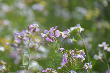 Obraz na płótnie Canvas Purple and white wildflowers growing in a California field.