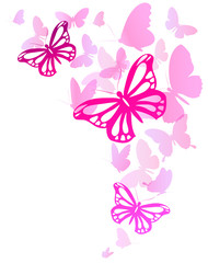 beautiful pink butterflies, isolated  on a white