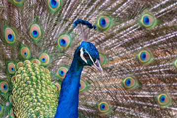 Pav&atilde;o com a cauda aberta