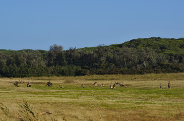 Fototapeta na wymiar Kangaroos in field of grass