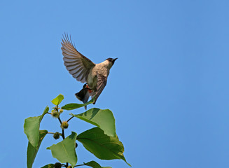 Close up Sooty-headed bulbul Birds is Flying in the Air Isolated on Blue Sky