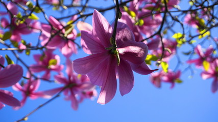 Magnolia blossom. Beautiful magnolia flower against blue sky background close up.