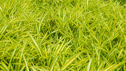 Cholorophytum comosum background