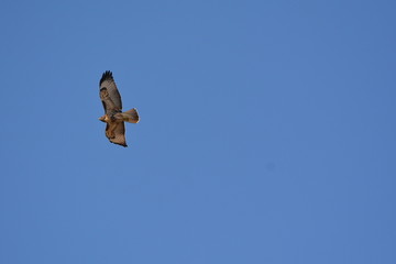 Redtail Hawk in FLight 