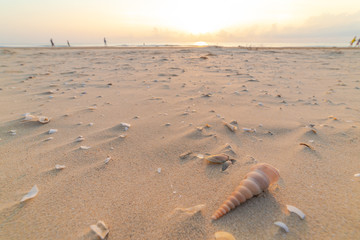 Closeup seashells on the beach at sunset