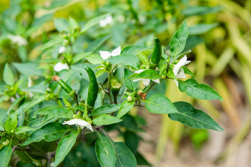 Chilli tree
