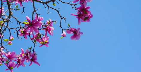 Magnolia blossom tree. Beautiful magnolia flowers against blue sky background close up. Japanese magnolia.