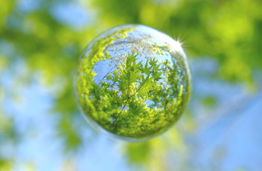 新緑を閉じ込めて