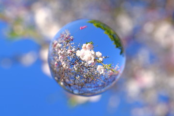 椿を閉じ込めて