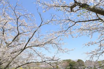 桜　春らんまん　春　お花見