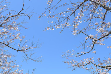 桜　春らんまん　春　お花見