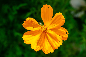 Yellow cosmos flowers