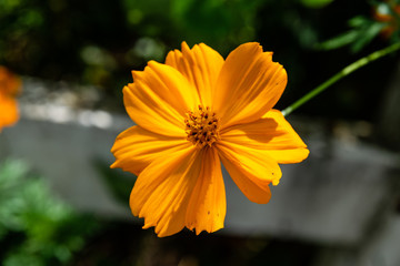 Yellow cosmos flowers
